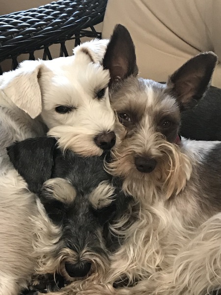 Entry image for Gracie, Lily & Patti Sue. Clicking this image will show a larger photo