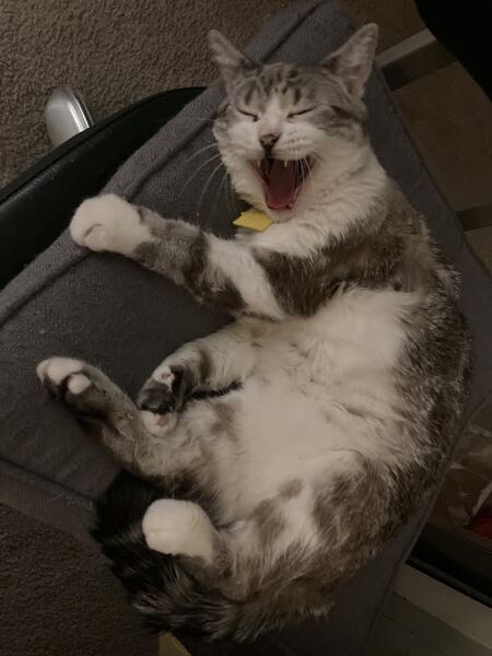 Entry image for Socket Rocket. Clicking this image will show a larger photo