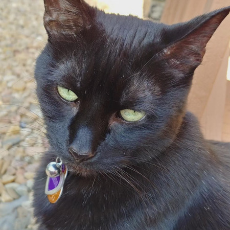 Entry image for Jasmine . Clicking this image will show a larger photo