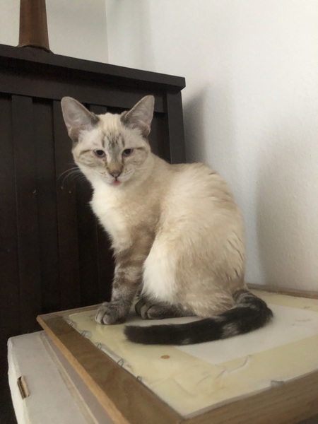 Entry image for Lynx. Clicking this image will show a larger photo