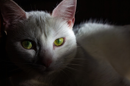 Entry image for Millie. Clicking this image will show a larger photo