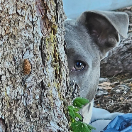 Entry image for Asher. Clicking this image will show a larger photo