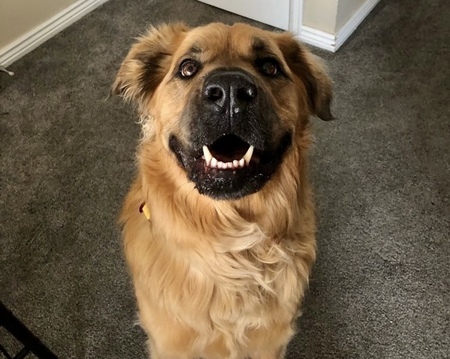 Entry image for Chance. Clicking this image will show a larger photo