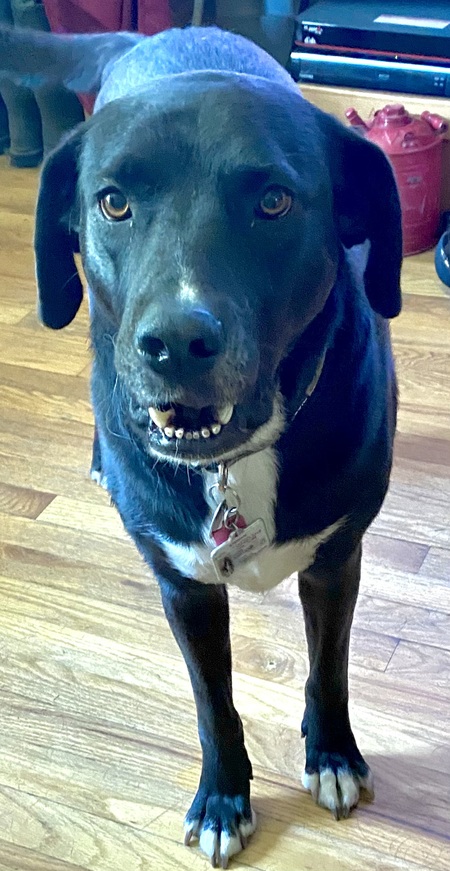 Entry image for Senka. Clicking this image will show a larger photo