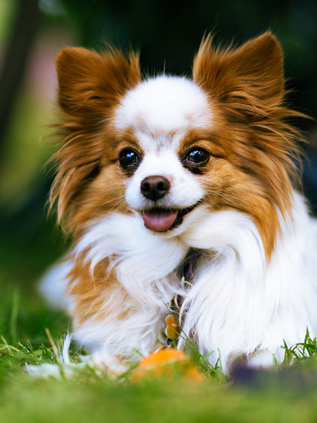 Entry image for Sparky. Clicking this image will show a larger photo