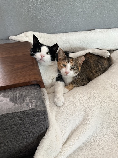 Entry image for Mickey and Hazel. Clicking this image will show a larger photo