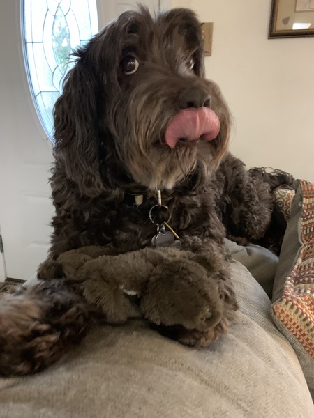 Entry image for Ginny Mae. Clicking this image will show a larger photo