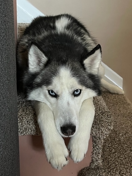 Entry image for Siren. Clicking this image will show a larger photo