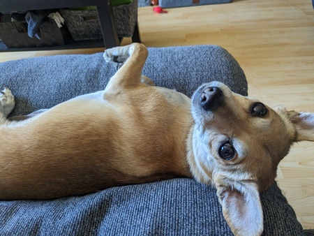 Entry image for Starfox. Clicking this image will show a larger photo