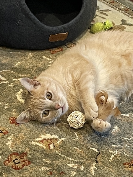 Entry image for Peaches. Clicking this image will show a larger photo