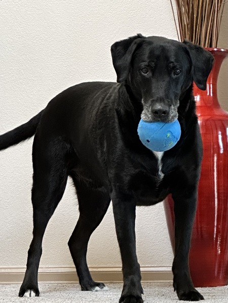 Entry image for Ollie. Clicking this image will show a larger photo