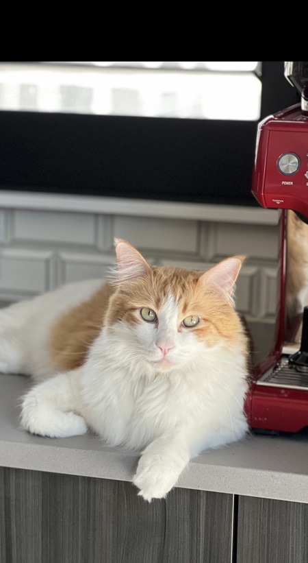 Entry image for Bowie. Clicking this image will show a larger photo