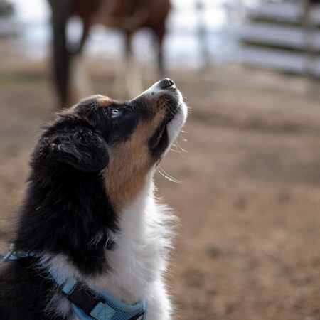 Entry image for Milo. Clicking this image will show a larger photo