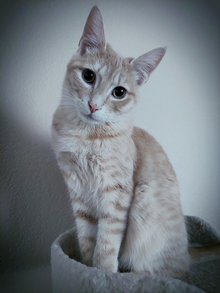 Entry image for Crouton. Clicking this image will show a larger photo