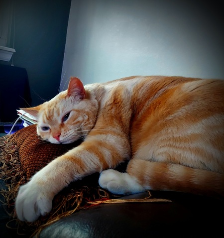 Entry image for HAMISH. Clicking this image will show a larger photo