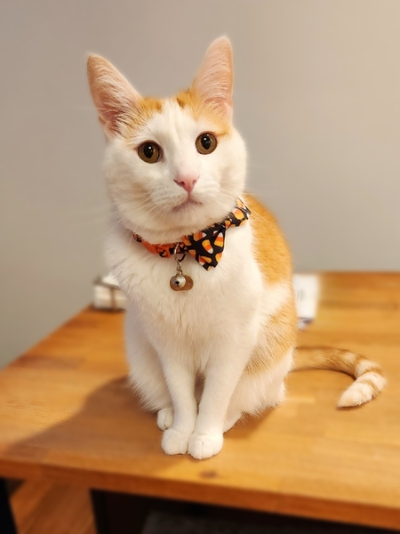 Entry image for Mo. Clicking this image will show a larger photo