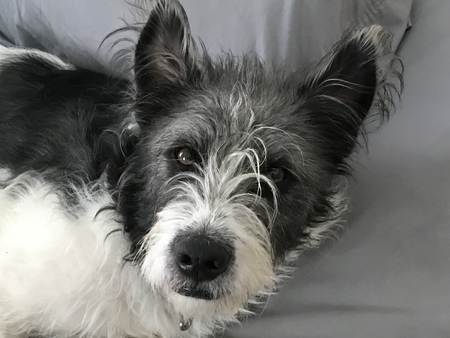 Entry image for Milo. Clicking this image will show a larger photo