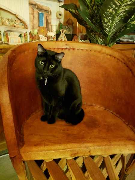 Entry image for Zlo Peralez. Clicking this image will show a larger photo