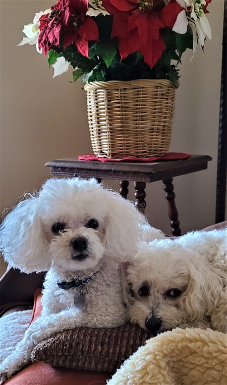 Entry image for Zoey & Ginger. Clicking this image will show a larger photo