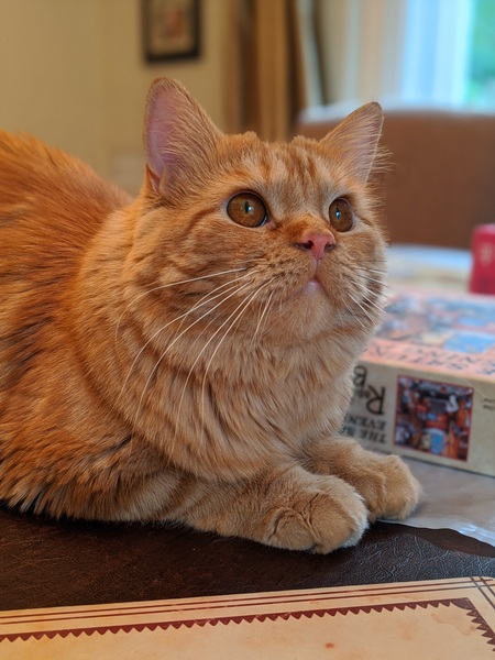 Entry image for Tiger. Clicking this image will show a larger photo