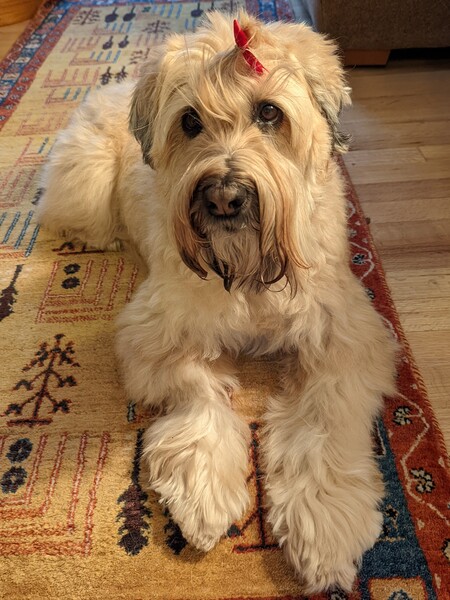 Entry image for Katniss . Clicking this image will show a larger photo