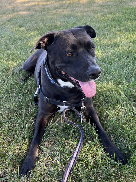 Entry image for Abby. Clicking this image will show a larger photo