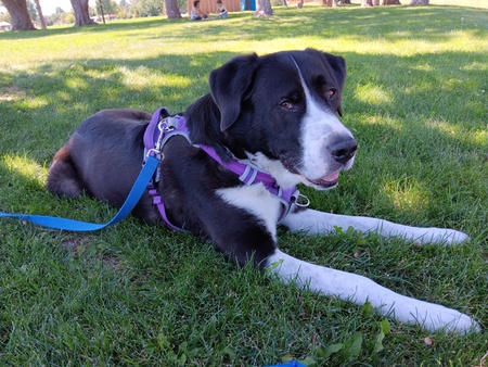 Entry image for Bo. Clicking this image will show a larger photo