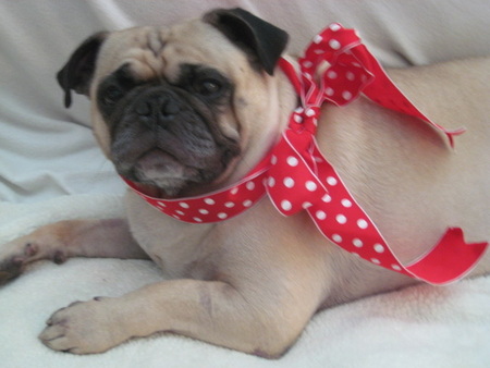 Entry image for Lenny. Clicking this image will show a larger photo