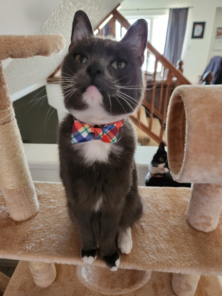 Entry image for Lemmy. Clicking this image will show a larger photo