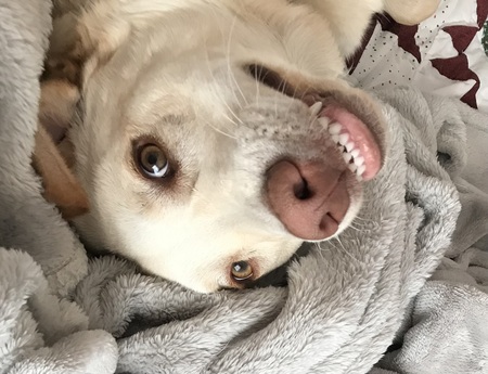 Entry image for Bailey. Clicking this image will show a larger photo