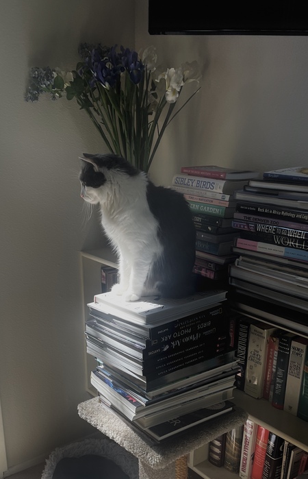 Entry image for Maxwell. Clicking this image will show a larger photo