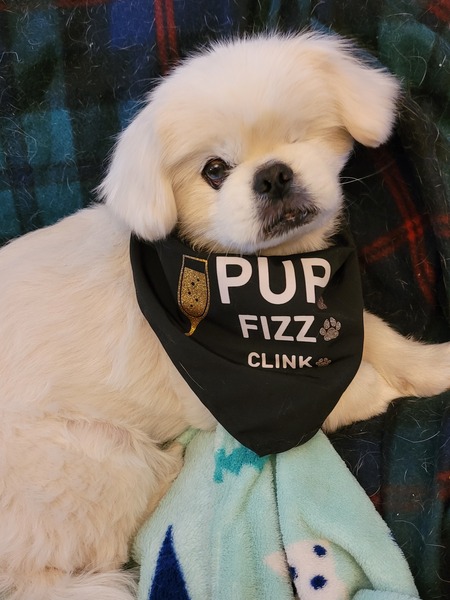 Entry image for Charlie. Clicking this image will show a larger photo