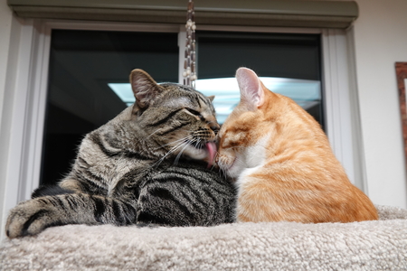 Entry image for Milo & Pumpkin. Clicking this image will show a larger photo