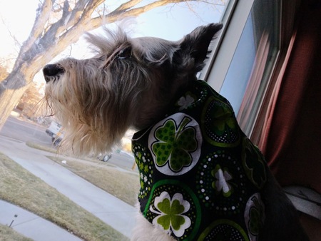 Entry image for Bella. Clicking this image will show a larger photo