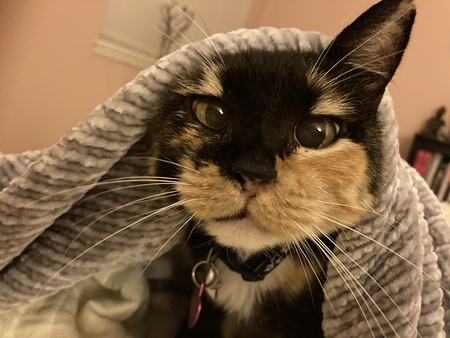 Entry image for Smudge. Clicking this image will show a larger photo