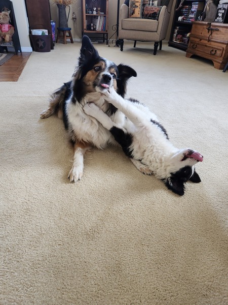 Entry image for Lexi & Winter. Clicking this image will show a larger photo