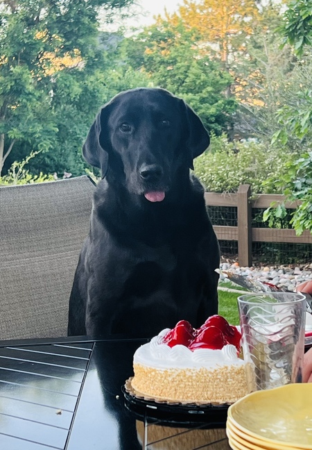 Entry image for Moose. Clicking this image will show a larger photo