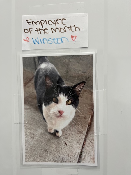 Entry image for Winston (aka Taco). Clicking this image will show a larger photo