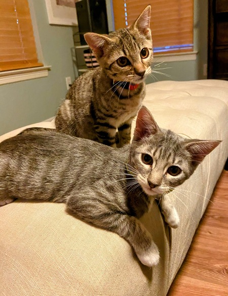 Entry image for Parker & Pickles . Clicking this image will show a larger photo