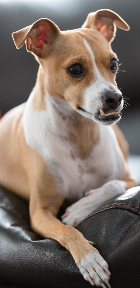 Entry image for Mr. Chews. Clicking this image will show a larger photo