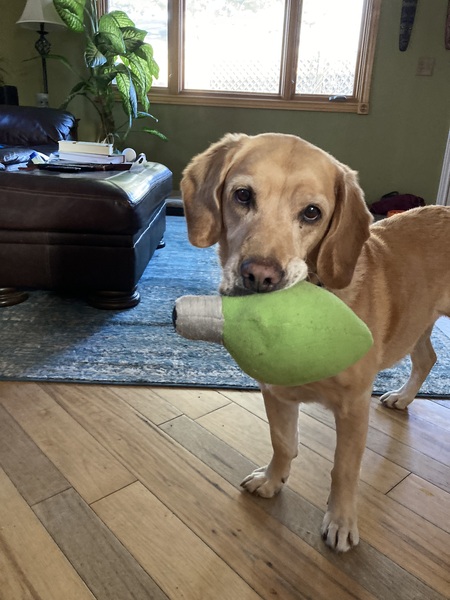 Entry image for Abbey. Clicking this image will show a larger photo