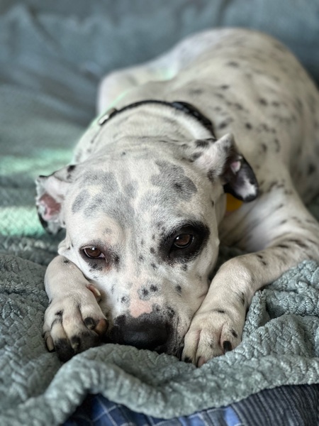 Entry image for Bailey. Clicking this image will show a larger photo