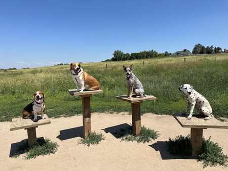 Entry image for Remington (far left), Benelli, Milani, Leina (far right). Clicking this image will show a larger photo