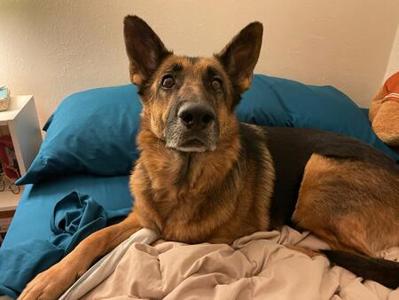 Entry image for Ivy. Clicking this image will show a larger photo