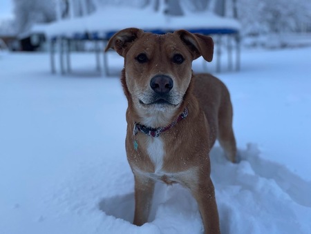 Entry image for Nala. Clicking this image will show a larger photo