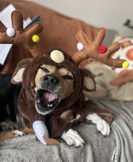 Entry image for Steiglitz. Clicking this image will show a larger photo