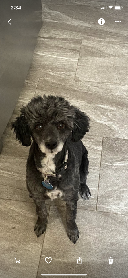 Entry image for Shadow . Clicking this image will show a larger photo