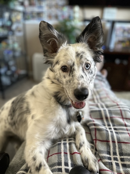 Entry image for Turbo. Clicking this image will show a larger photo