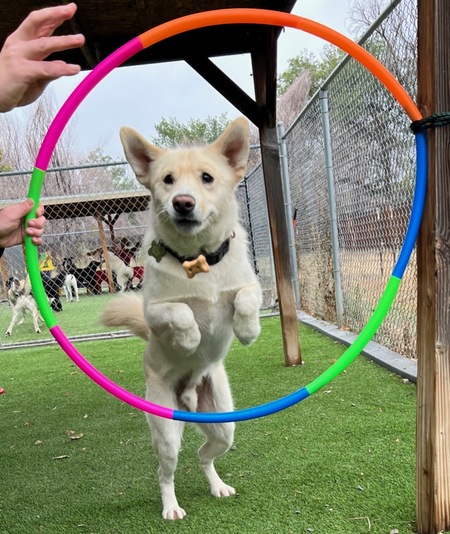 Entry image for Igloo. Clicking this image will show a larger photo