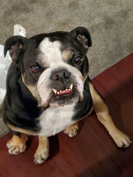 Entry image for Mugsy. Clicking this image will show a larger photo